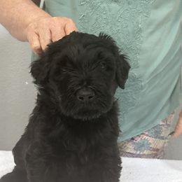 Black Russian Terrier Puppies from Nova Noir