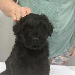 Black Russian Terrier Puppies from Nova Noir