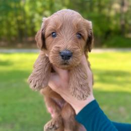 Ocean - Red  female Goldendoodle puppy in Kenansville, North Carolina from J+A Family Doodles