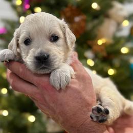Mew - Purple - Light golden female Golden Retriever puppy in Salt Lake City, Utah from Soaring golden retrievers