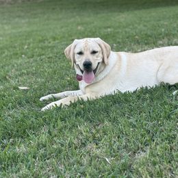 Labrador Retriever All Grown Up from Pride Rock Labradors