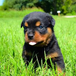 Rottweiler Puppies from Exodus Rottweilers