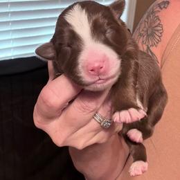 Nala - Red tri female Miniature Australian Shepherd puppy in Romney, West Virginia from South Branch Mini Aussies