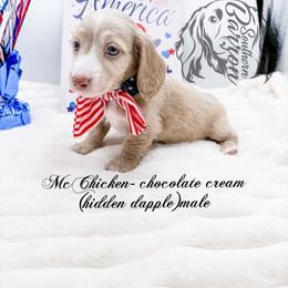 McChicken - Dapple male Dachshund puppy in Prairieville, Louisiana from Southern Barron Danes & Dachshunds