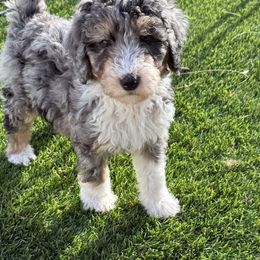 Marsha purple - Blue merle female Bernedoodle puppy in Bend, Oregon from Bella Ridge Farms & Dapper Doodles