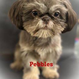 Pebbles - Shih Tzu