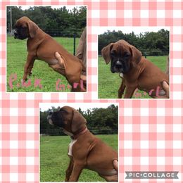 Girl 2 - Fawn Boxer puppy in Florida from RCT Boxers