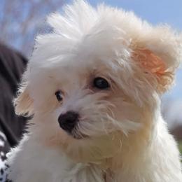 Beni - Parti male Maltipoo puppy in Lebanon, Kentucky from Mosaic Merle Doodles