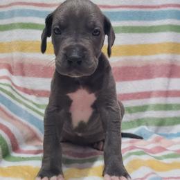 Roman - Blue male Great Dane puppy in Kannapolis, North Carolina from Carolina Great Danes & Toy Poodles