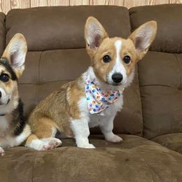 Pembroke Welsh Corgis from Sun Valley Kennels