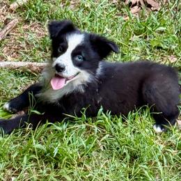 Boone - Black & white male Miniature Australian Shepherd puppy in Patterson, North Carolina from DreamLine Aussies