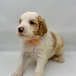 Loofah - Red male Bernedoodle puppy in Hegins, Pennsylvania from Bubbling Springs Doodles, LLC