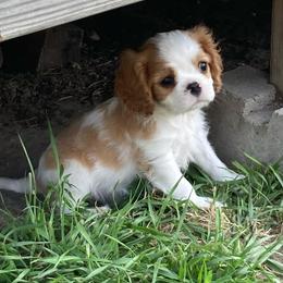 Cavalier King Charles Spaniel Puppies from Mandaryn Cavaliers