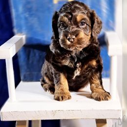Cockapoo Puppies from Royal Cockapoo Playhouse