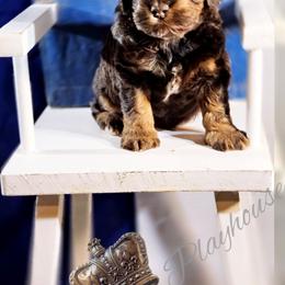 Cockapoo Puppies from Royal Cockapoo Playhouse