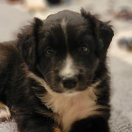 Australian Shepherd Puppies from Summit Australian Shepherds