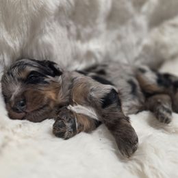 Girl 1 - Blue merle female Bernedoodle puppy in North Royalton, Ohio from Johnson's Doodles