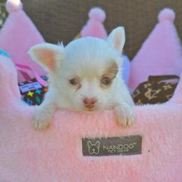 Skittles - Chocolate and white female Chihuahua puppy in Amity, Pennsylvania from Baxters Chihuahuas