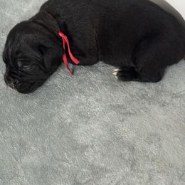 Cane Corso Puppies from Lonestar Corso Kennels