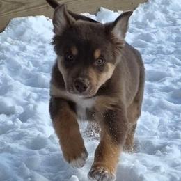 Gunnison Reserved - Red tri-color male Australian Shepherd puppy in Solon, Maine from Mountain Range Australian Shepherds