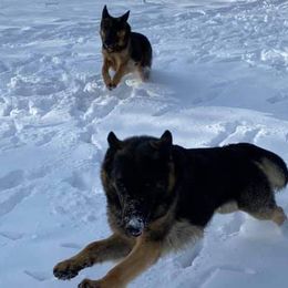Cardigan Welsh Corgis and German Shepherds from Windmill GSD and Cardigan Welsh Corgis