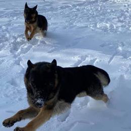 Cardigan Welsh Corgis and German Shepherds from Windmill GSD and Cardigan Welsh Corgis