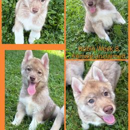 Robin - Red and white female Siberian Husky puppy in Canton, Ohio from Bleu Skies Siberian Huskies