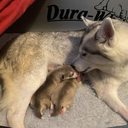 Siberian Husky Puppies from Velox Siberians