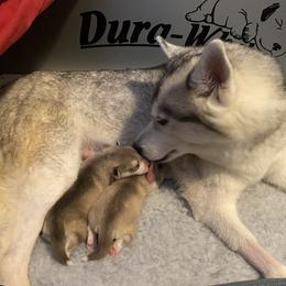 Siberian Husky Puppies from Velox Siberians