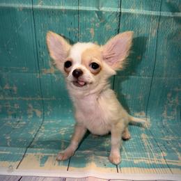 Midget 8841 - Cream and white female Chihuahua puppy in Palmyra, Indiana from Country Star Chihuahuas