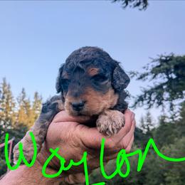 Waylon - Blue merle male Aussiedoodle puppy in Yacolt, Washington from Aussiedoodles by Maggie