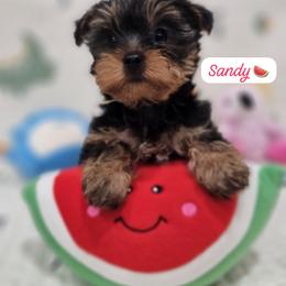 Girl 1 - Black and gold female Yorkshire Terrier puppy in Tamarac, Florida from Yorkiefamily7