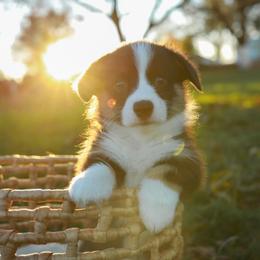 American Corgi and Pembroke Welsh Corgi Puppies from Flying K Corgis