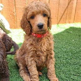 Red  Collar - Red  female Poodle puppy in Colorado Springs, Colorado from Silly's Standard Poodles