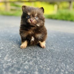 Espresso - Chocolate and tan male Pomeranian puppy in Buck Valley, Pennsylvania from Buck Valley Pomeranians