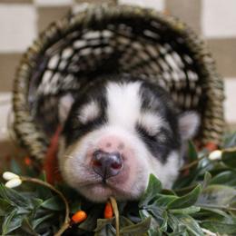 Orange - Gray and white male Siberian Husky puppy in York, Pennsylvania from Spalla Pups