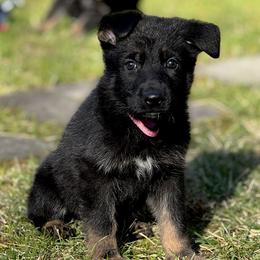 Pink Girl - Black and red female German Shepherd puppy in Rolesville, North Carolina from Ransomshire Shepherds