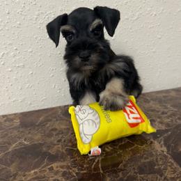 Zeke - Black and silver male Miniature Schnauzer puppy in San Antonio, Texas from Texas Blessed Schnauzers