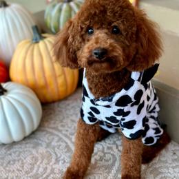 Jamie - Cavapoo