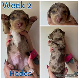 Hades - Dapple male Dachshund puppy in Michigan from M.H.P Dachshunds