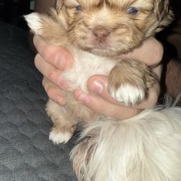 Boy 2 - Gold and white male Shih Tzu puppy in Statesville, North Carolina from Grimmly Blue’s Shih Tzus