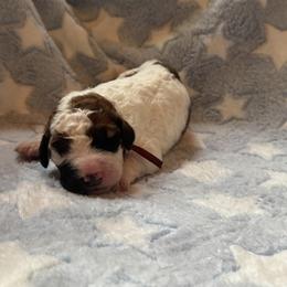 Hail - White and brown male Saint Berdoodle puppy in Traverse City, Michigan from Bare Paws Saint Berdoodles