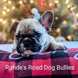 Bulldog and French Bulldog Puppies from Rohde's Road Dog Bullies