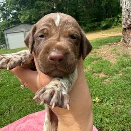 Kona - Liver roan male German Shorthaired Pointer puppy in Axton, Virginia from Red Clay Kennels