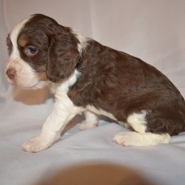Boy 2 - Liver white and tan male English Springer Spaniel puppy in Westmorland, California from IV Springers of California