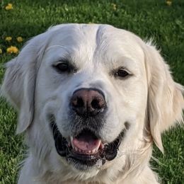 Golden Retrievers from Pawsatively PuRRfect Petz,LLC