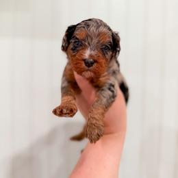 Rain - Merle female Cavapoo puppy in Colcord, Oklahoma from Copper Lane Aussies, Doodles & Cavapoos