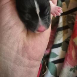 Girl 2 - Black tri female Toy Australian Shepherd puppy in Humansville, Missouri from Tater Tot aussies
