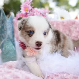 Border Collie and Maremma Sheepdog Puppies from 2J 2K Border Collies