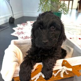 Zuma - Black male Goldendoodle puppy in Fairwood, Washington from Goldendoodles on the Prairie